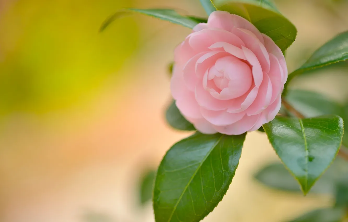 Photo wallpaper leaves, petals, Camellia