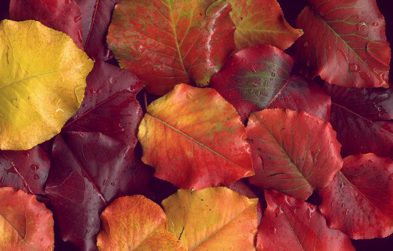 Photo wallpaper autumn, leaves, drops, macro, photo, Wallpaper, autumn Wallpaper