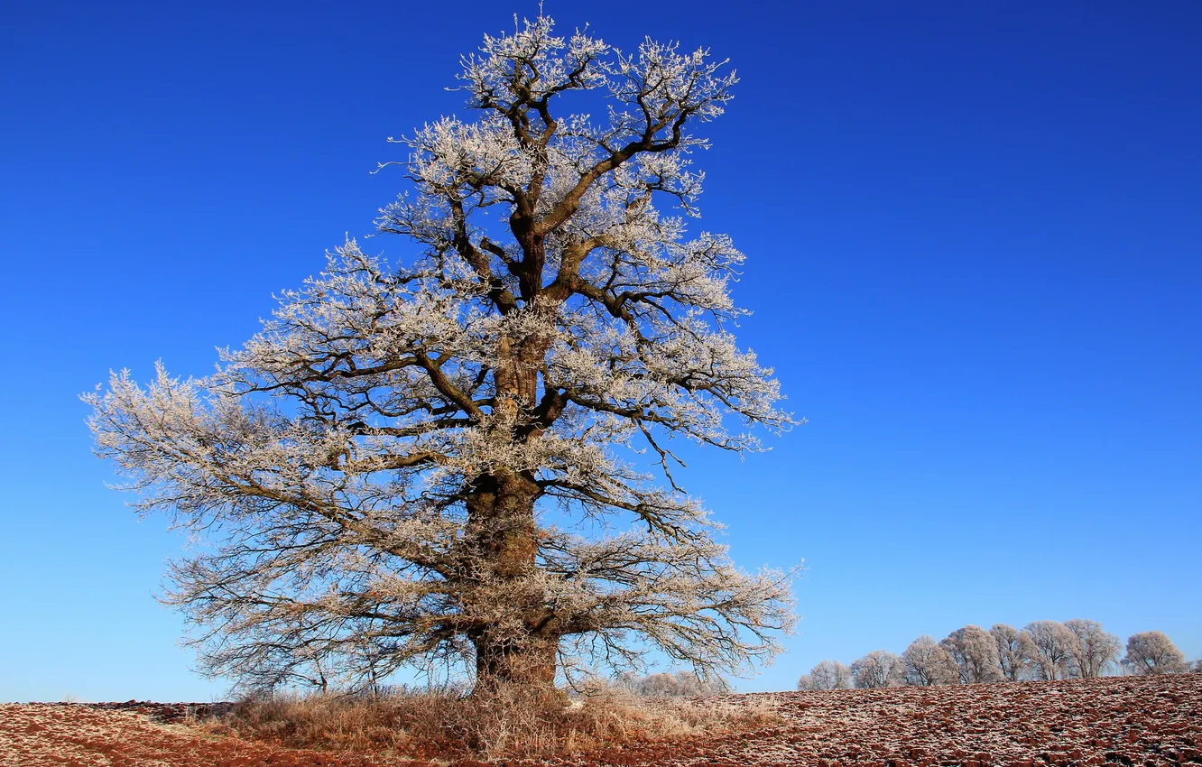 Photo wallpaper frost, field, the sky, tree