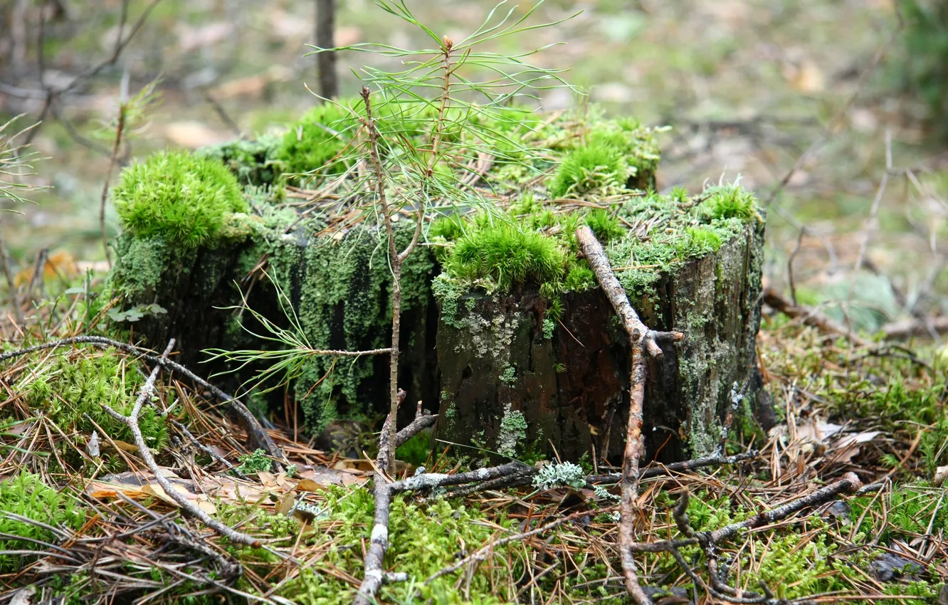 Photo wallpaper forest, macro, nature, sprig, moss, stump, walk