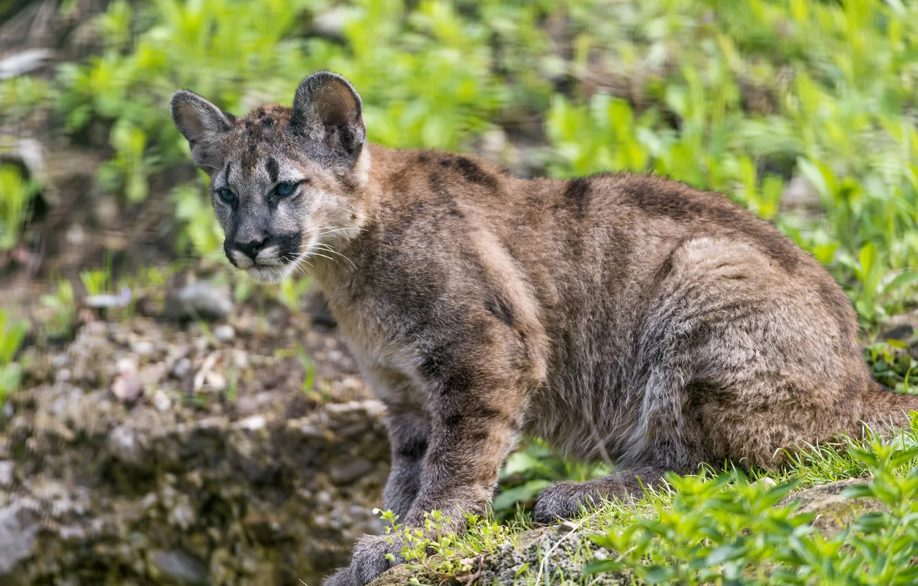 Photo wallpaper grass, cub, kitty, Puma, mountain lion, Cougar, ©Tambako The Jaguar