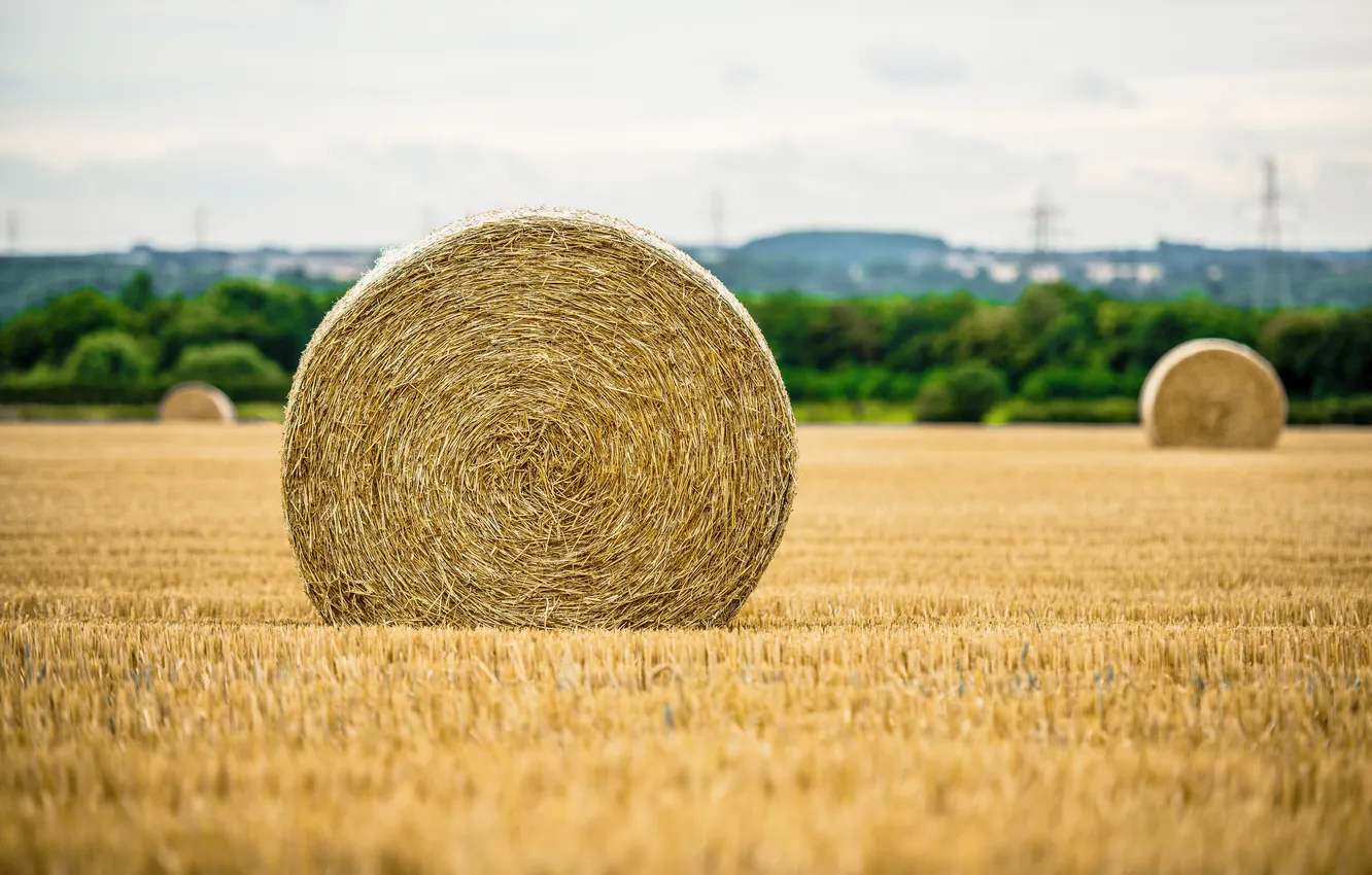 Photo wallpaper field, trees, hills, hay, power lines
