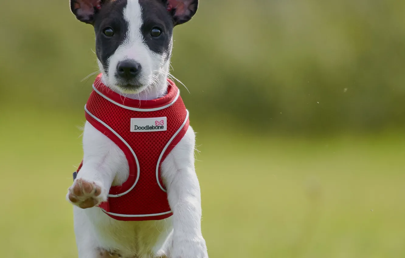 Photo wallpaper background, dog, walk, doggie, vest, Jack Russell Terrier