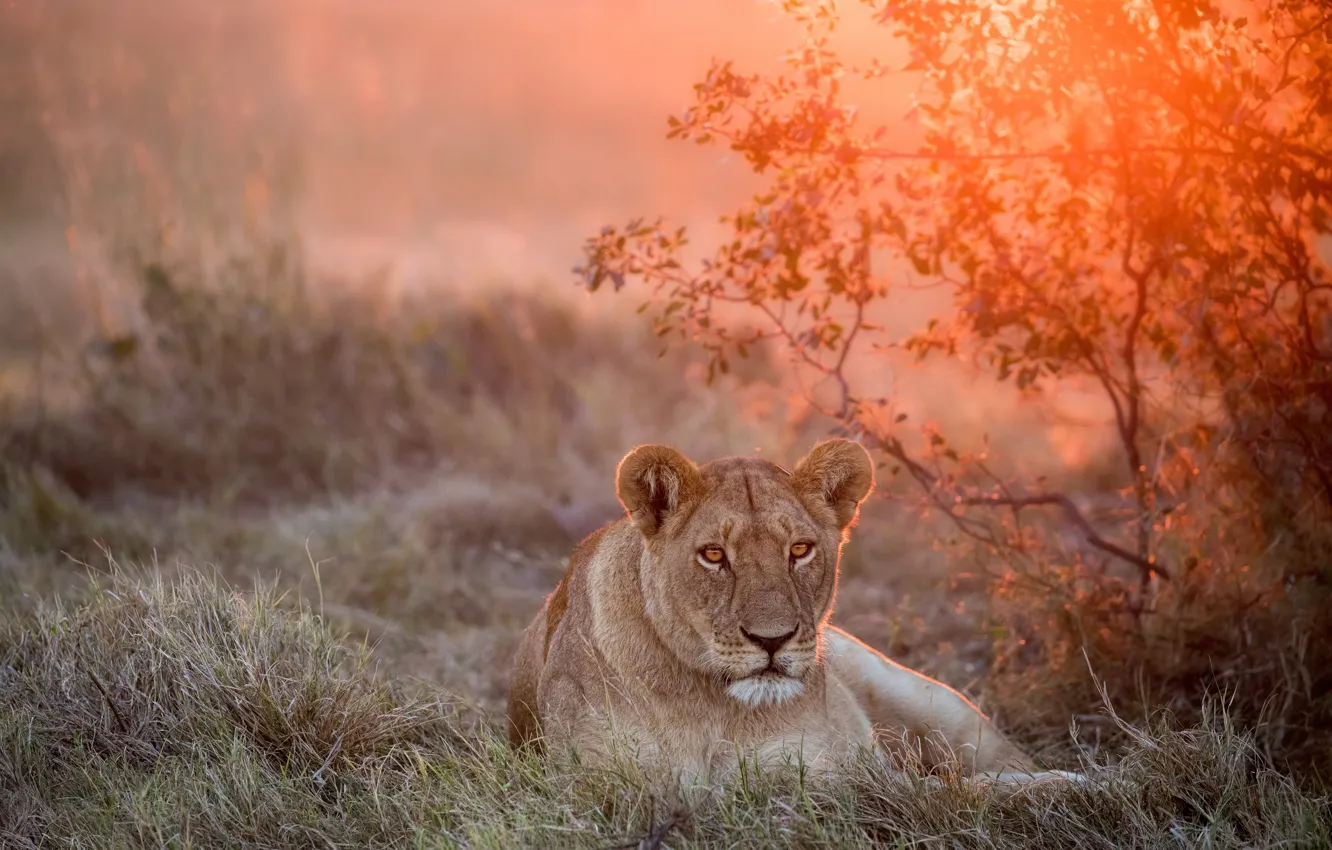 Photo wallpaper sunset, lioness, wildlife