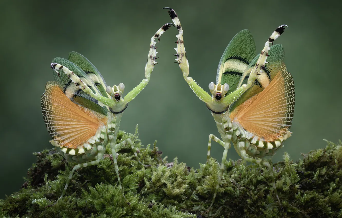 Photo wallpaper look, macro, pose, green, moss, dance, legs, mantis