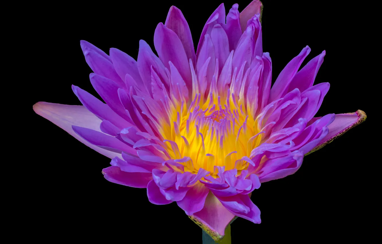 Photo wallpaper background, purple background, water Lily, water lily, Purple flower