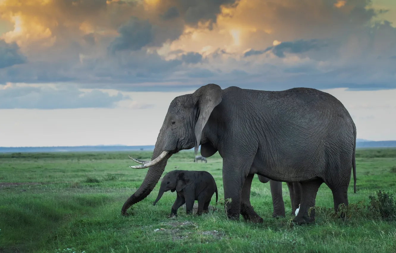 Photo wallpaper field, the sky, grass, clouds, elephant, baby, horizon, pair
