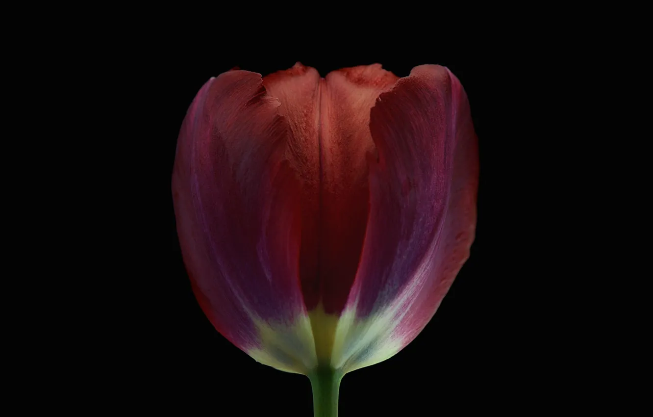 Photo wallpaper background, Tulip, petals