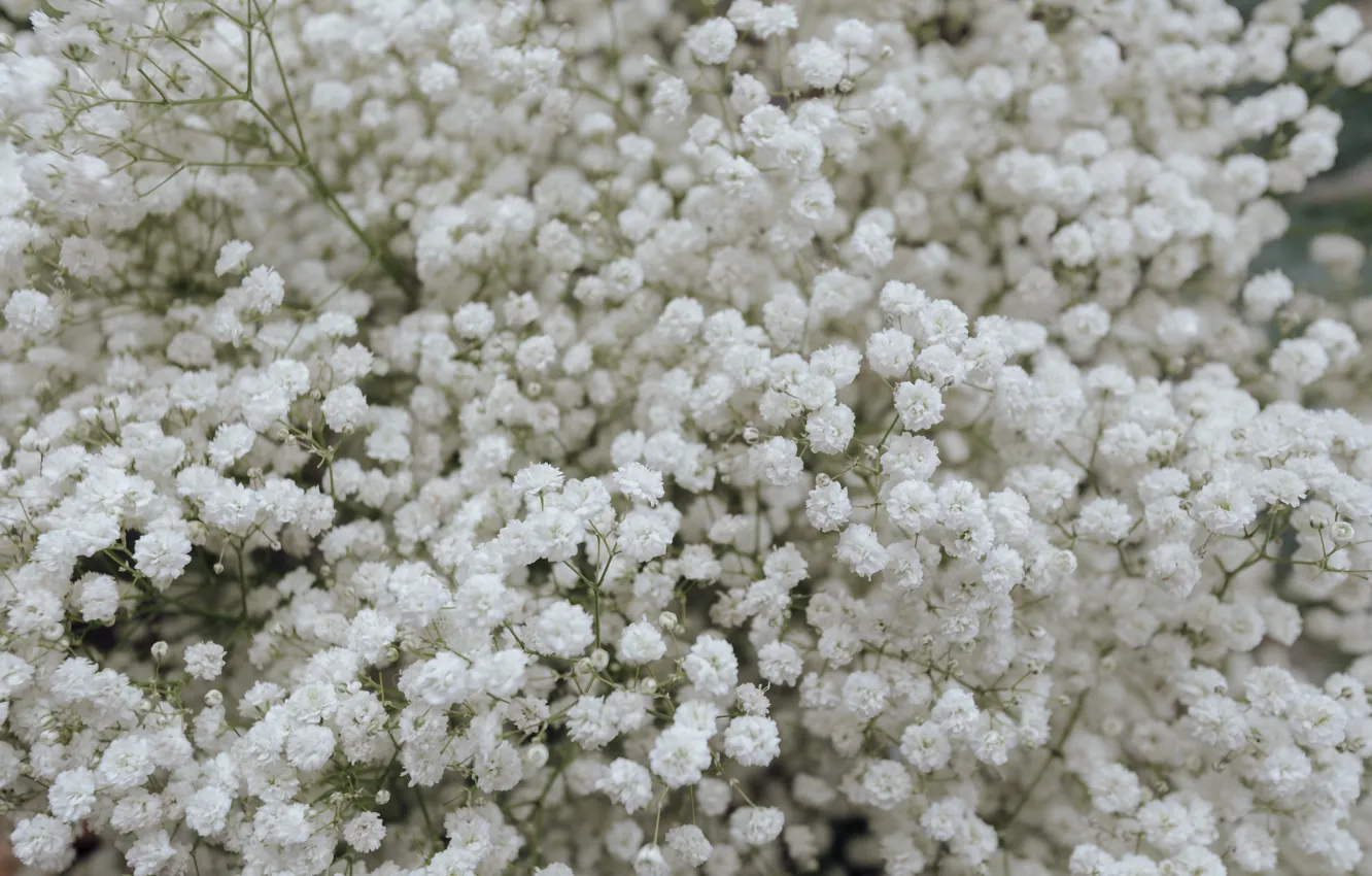 Photo wallpaper flowers, white, gypsophila