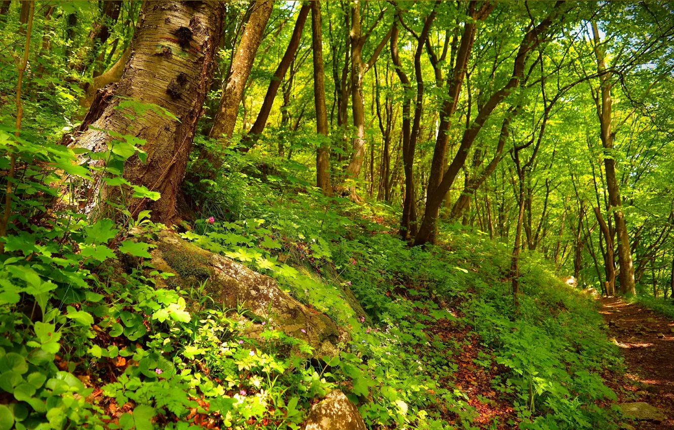 Photo wallpaper Spring, Trees, Forest, Trail, Spring, Forest, Trees