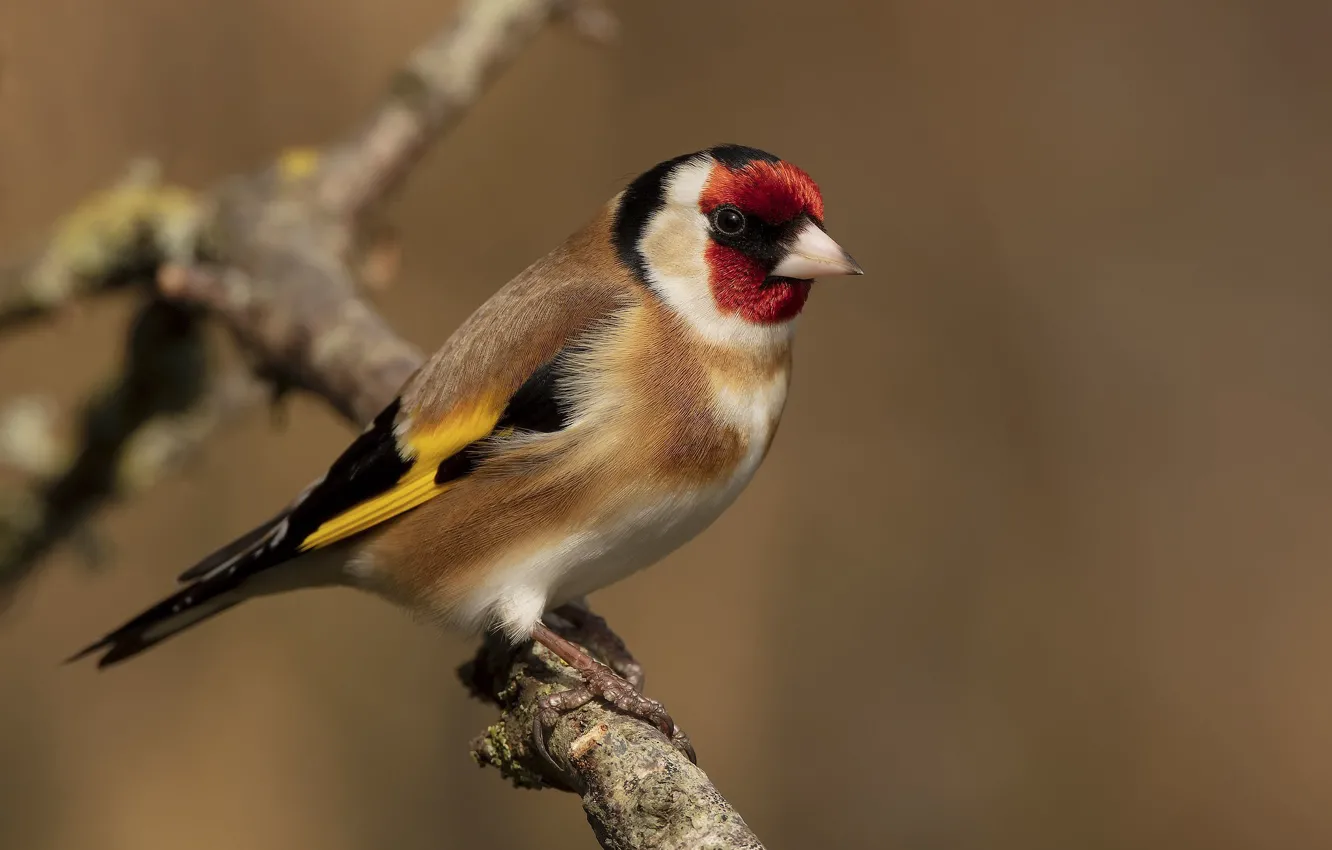 Photo wallpaper branches, bird, goldfinch