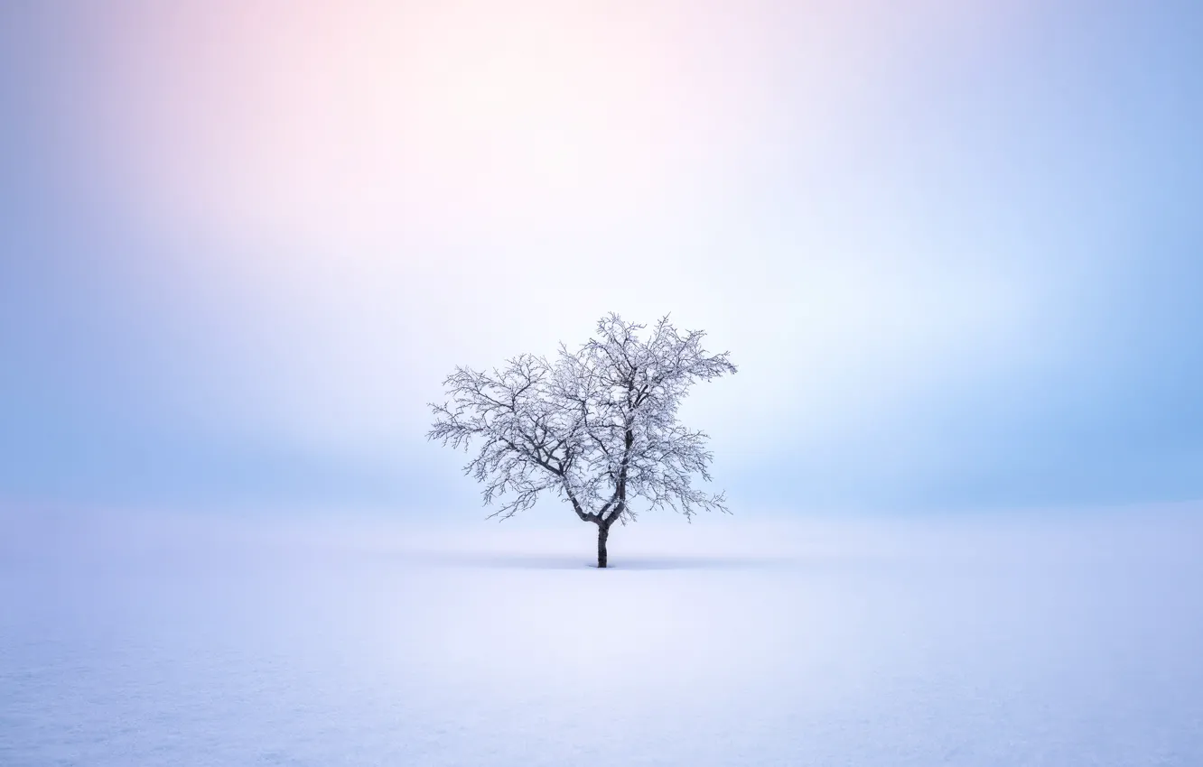 Photo wallpaper winter, snow, tree