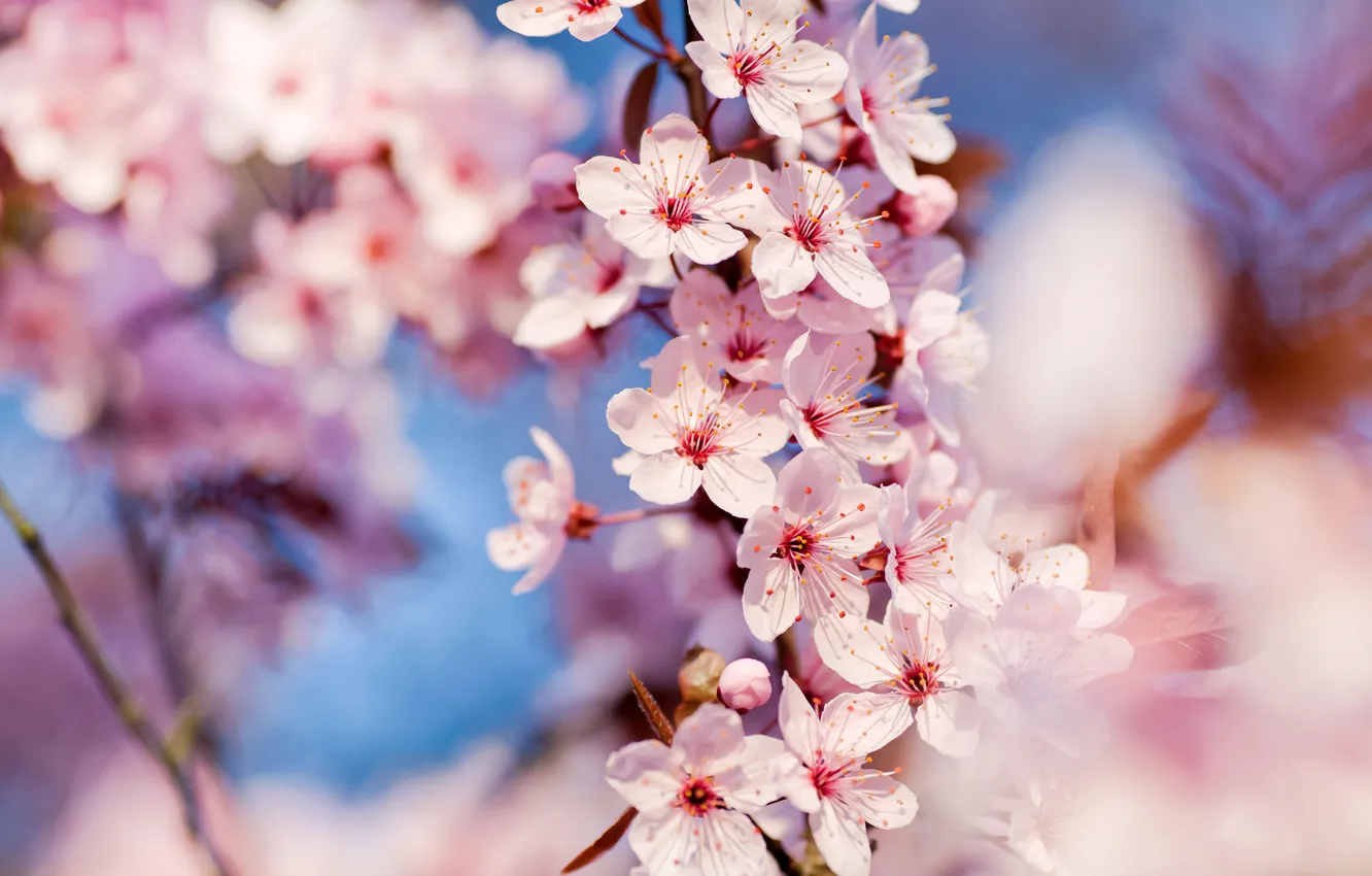 Photo wallpaper macro, spring, Cherry Blossoms