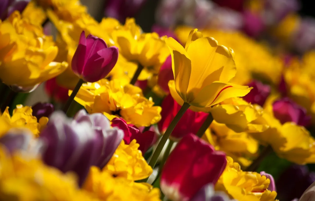 Photo wallpaper macro, flowers, photo, yellow, tulips, Burgundy