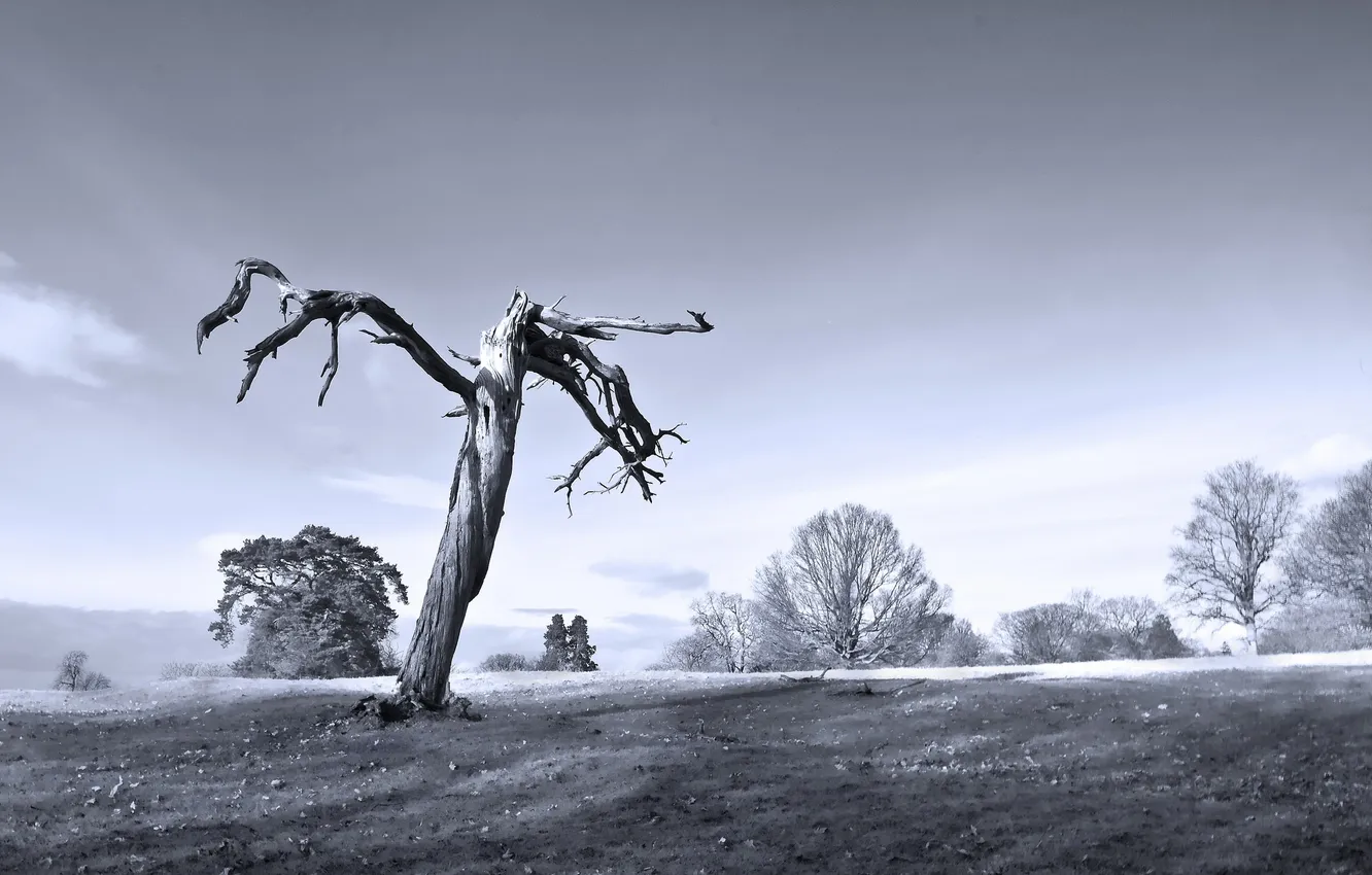 Photo wallpaper field, trees, nature