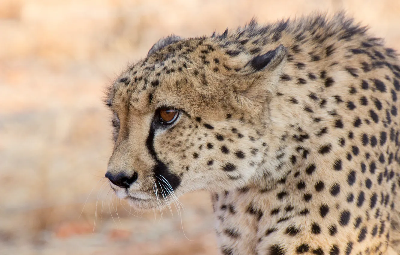 Photo wallpaper predator, Cheetah, profile