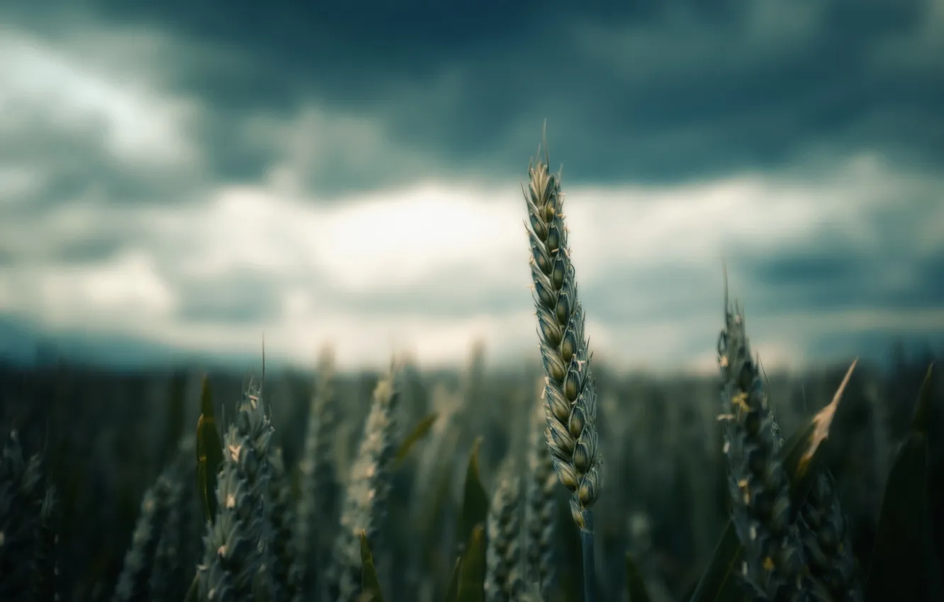 Photo wallpaper nature, background, ears