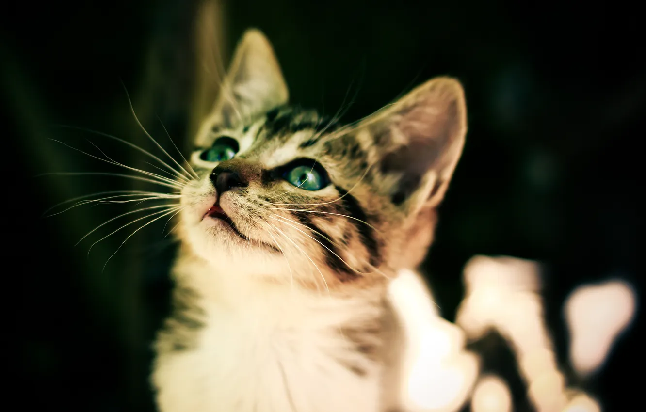 Photo wallpaper eyes, mustache, portrait, ears, kitty, striped