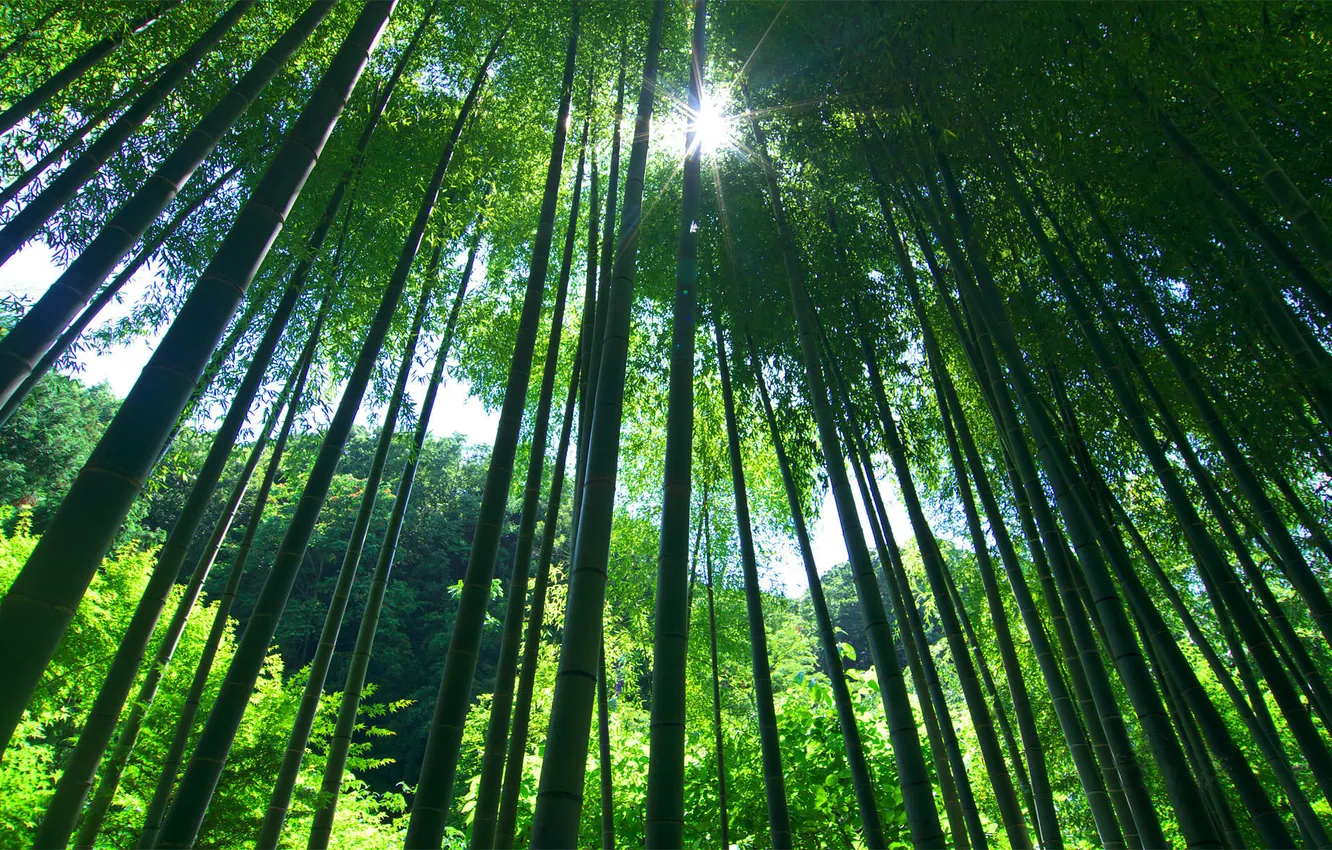 Photo wallpaper greens, forest, Nature, plants, bamboo