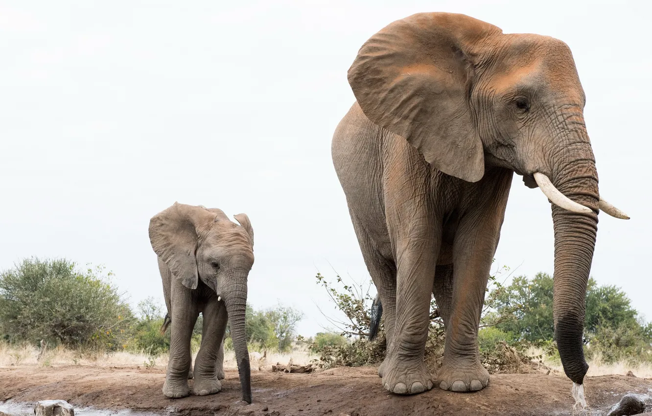 Photo wallpaper nature, elephant, Africa