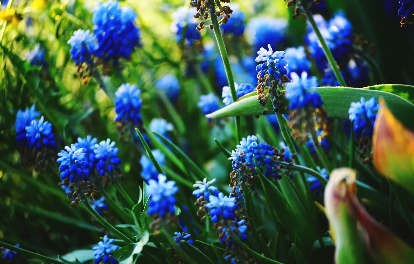 Photo wallpaper flowers, nature, plant, spring