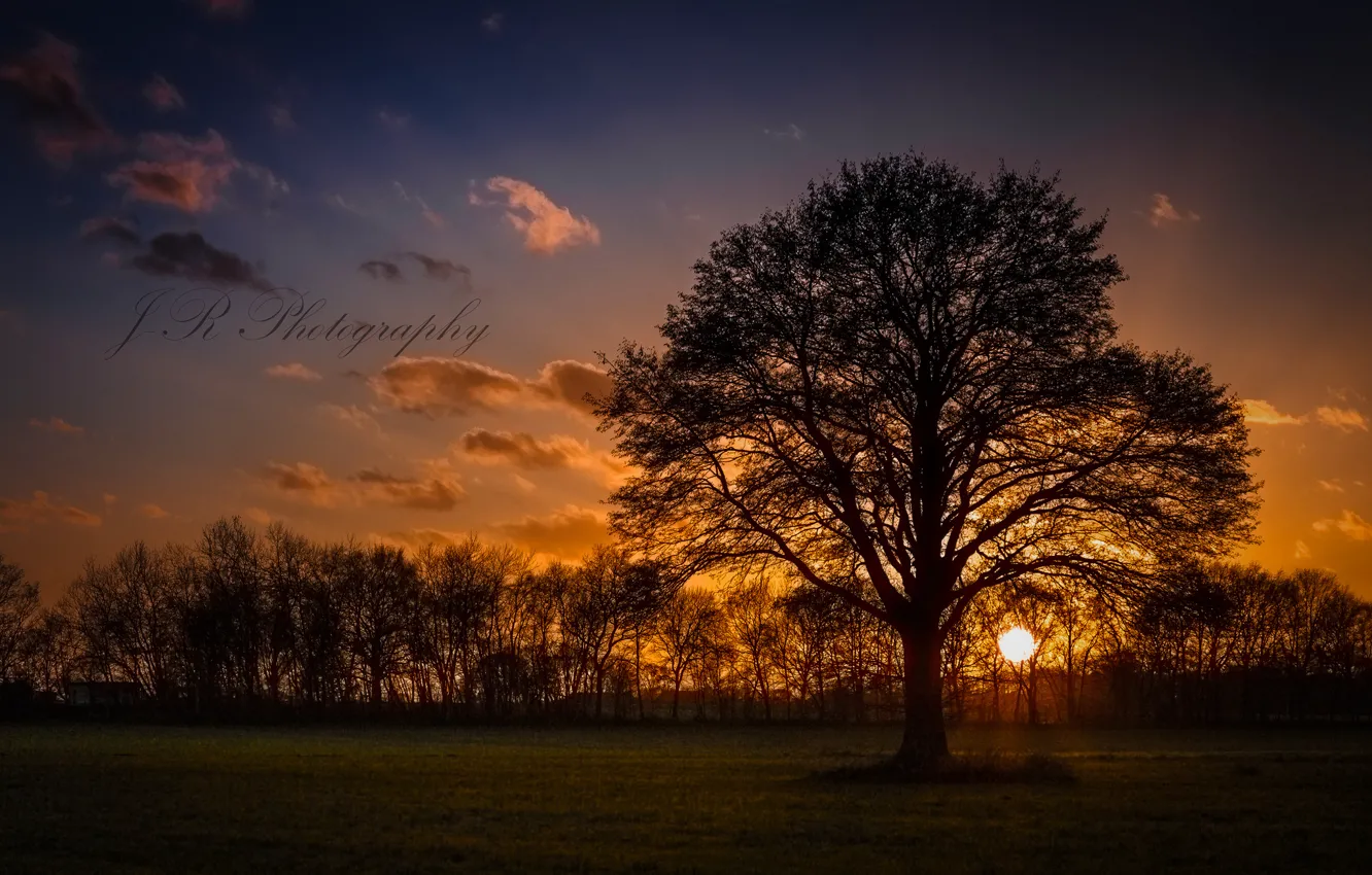 Photo wallpaper the sun, trees, sunset