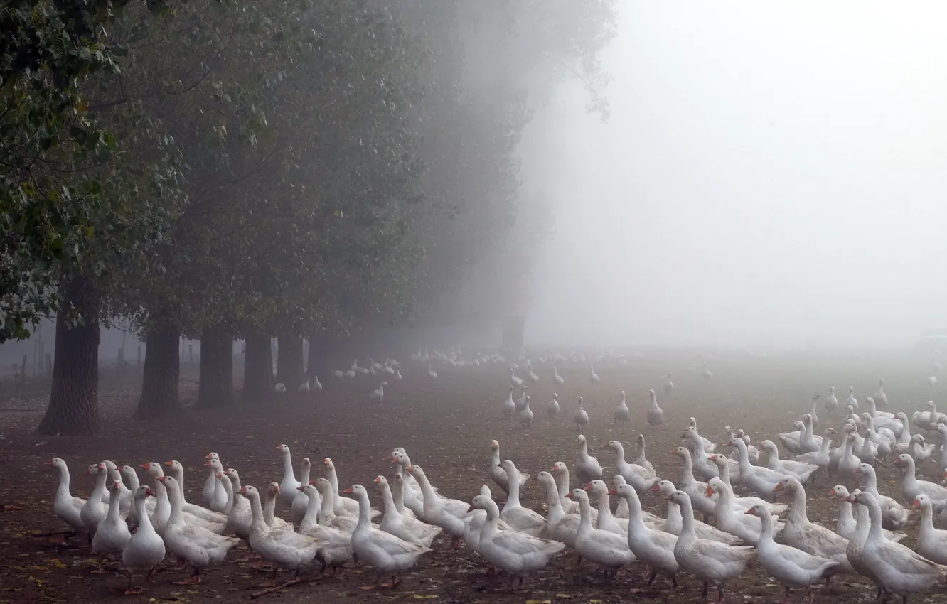 Photo wallpaper nature, fog, geese