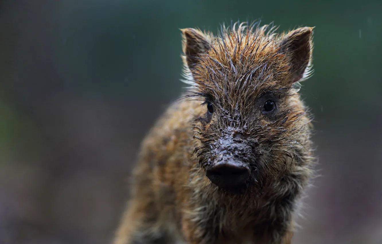 Photo wallpaper look, face, background, wet, baby, dirt, boar, cub