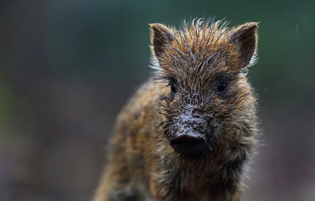 Photo wallpaper look, face, wet, background, baby, dirt, boar, cub