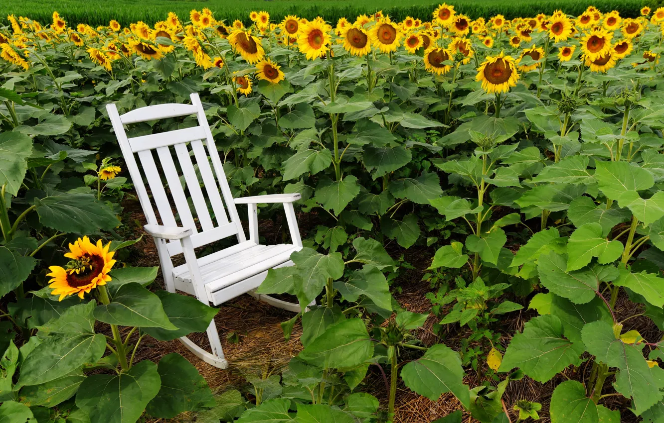 Photo wallpaper summer, sunflowers, chair