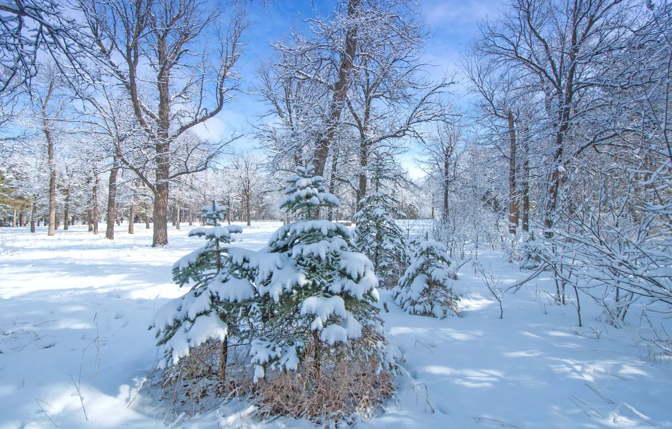 Photo wallpaper winter, forest, snow, trees, Park, tree, spruce