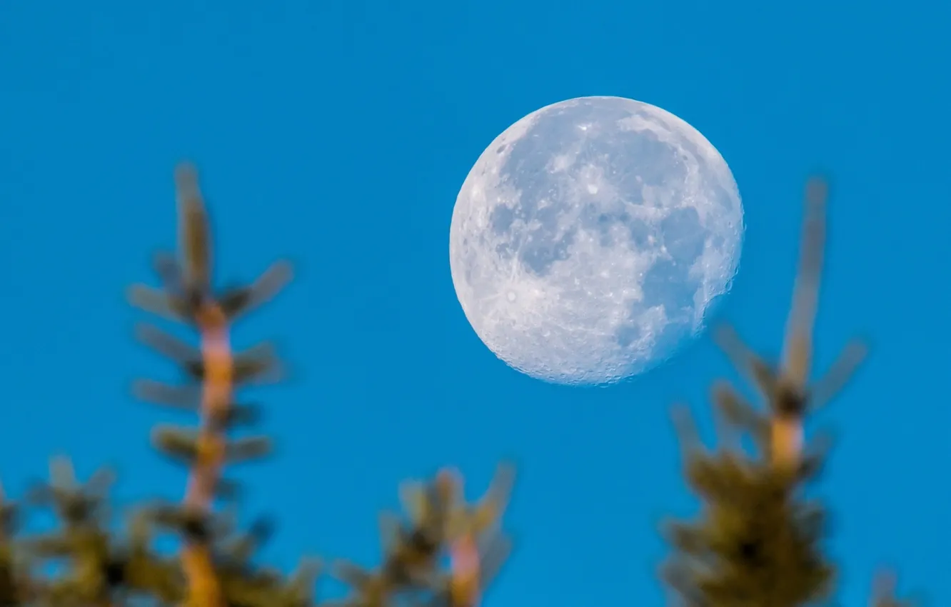 Photo wallpaper the sky, trees, the moon, planet, bokeh