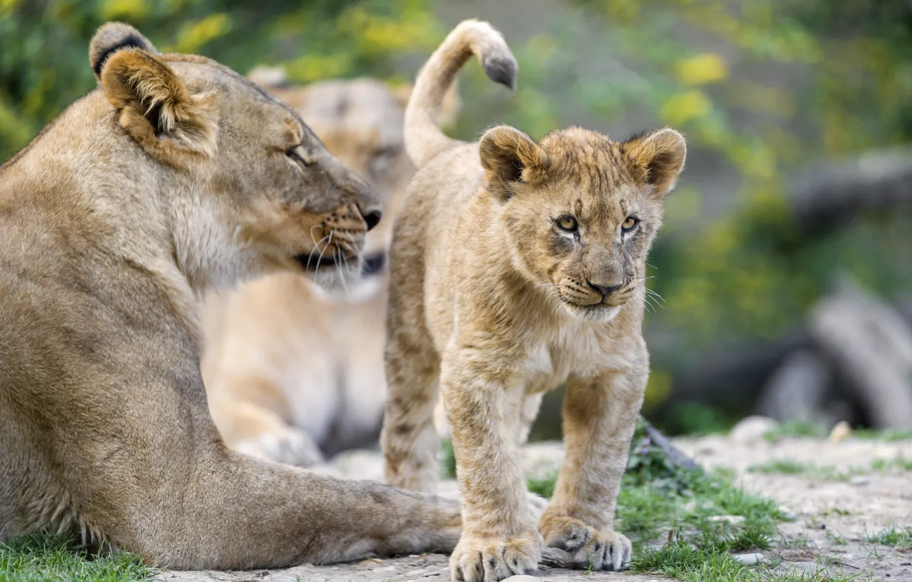 Photo wallpaper cat, cub, kitty, lioness, lion, ©Tambako The Jaguar