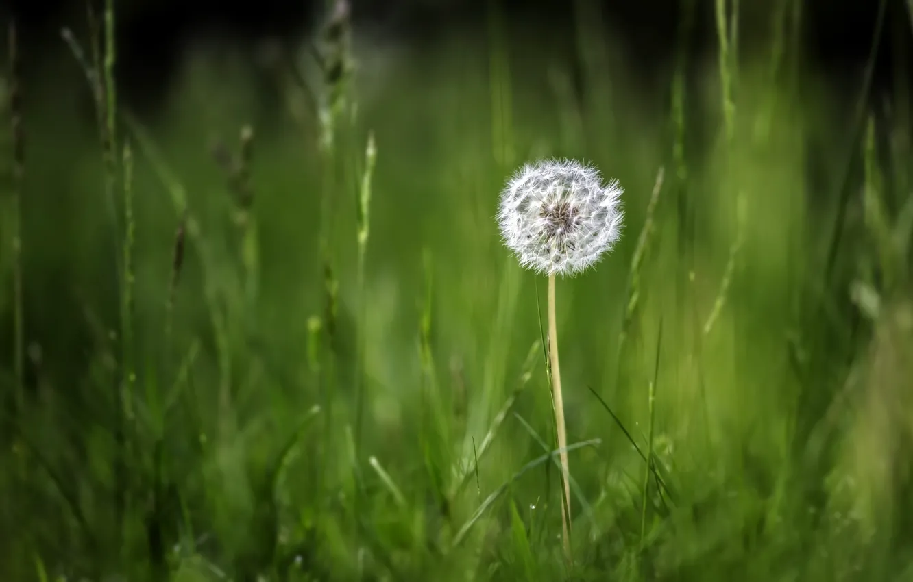 Photo wallpaper grass, nature, dandelion