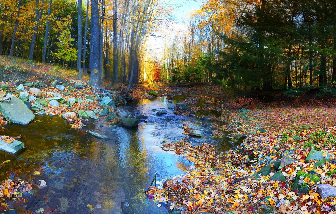 Photo wallpaper autumn, forest, trees, river, stones, foliage, colorful