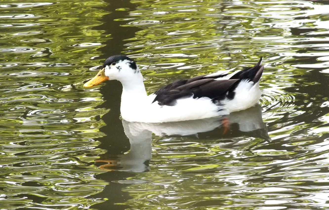 Photo wallpaper pond, Park, duck, Saratov