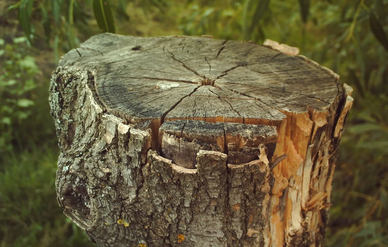 Photo wallpaper stump, bark