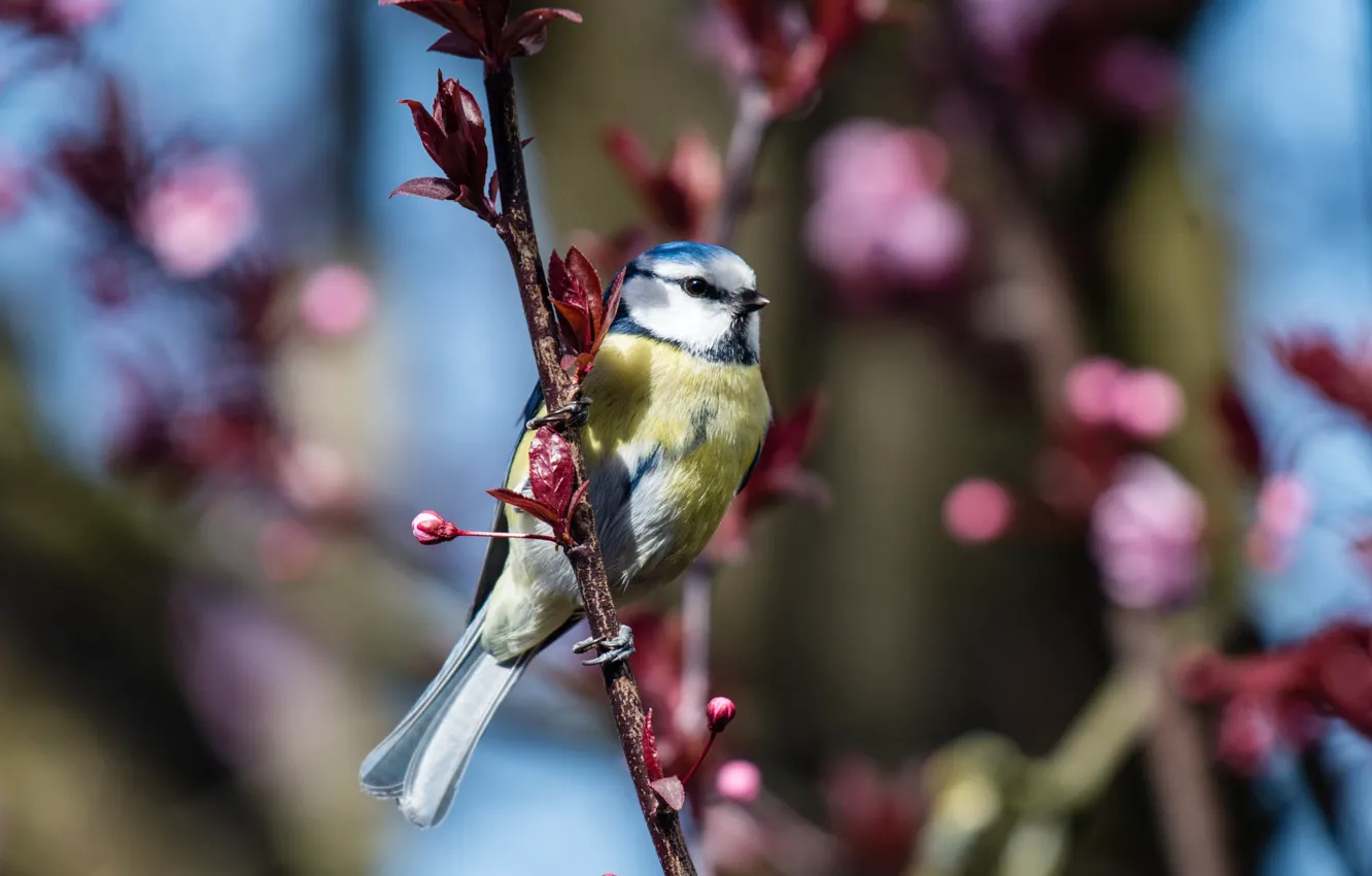 Photo wallpaper leaves, light, flowers, branches, bird, spring, buds, flowering