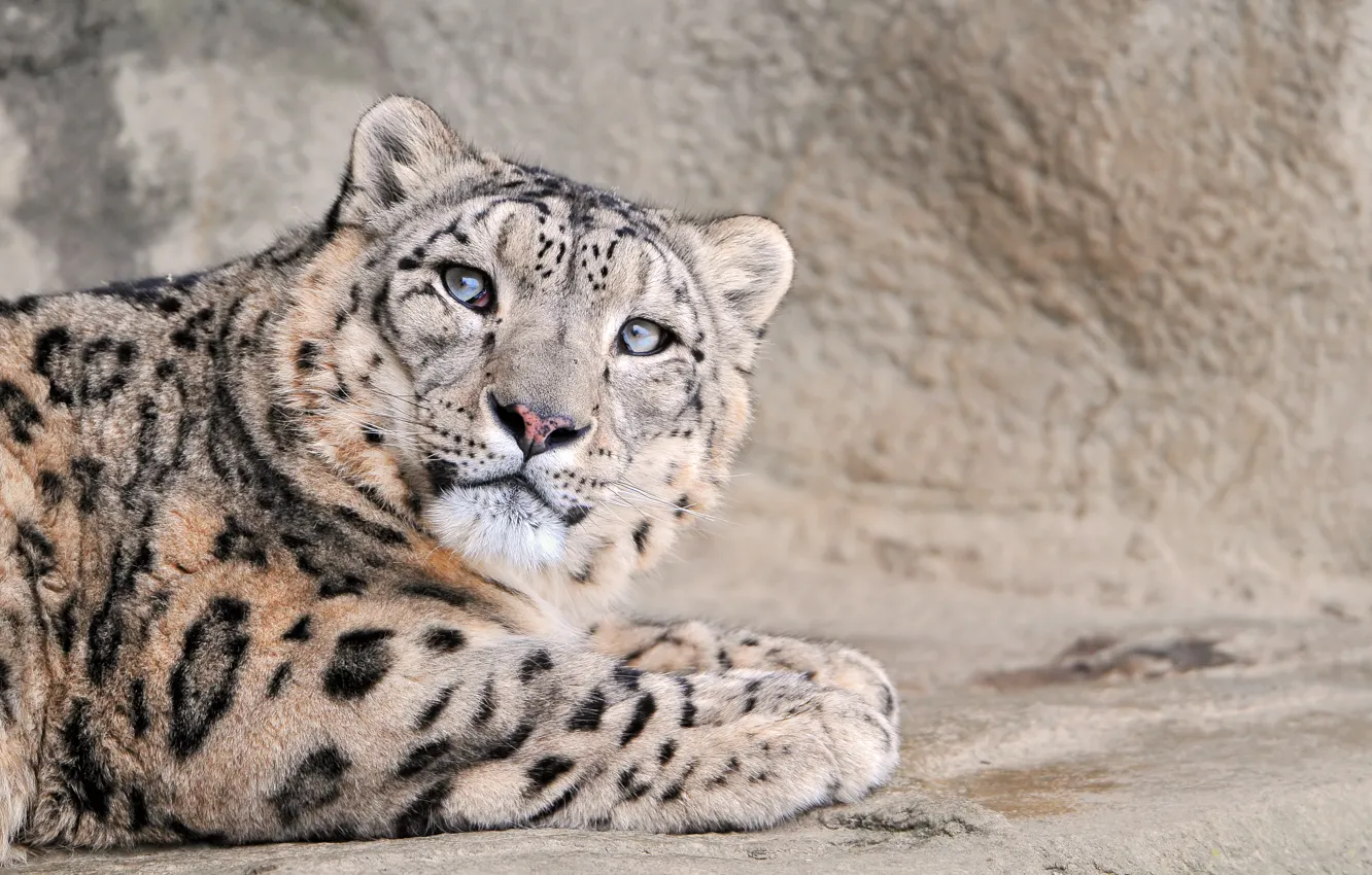 Photo wallpaper cat, large, snow leopard, snow leopard