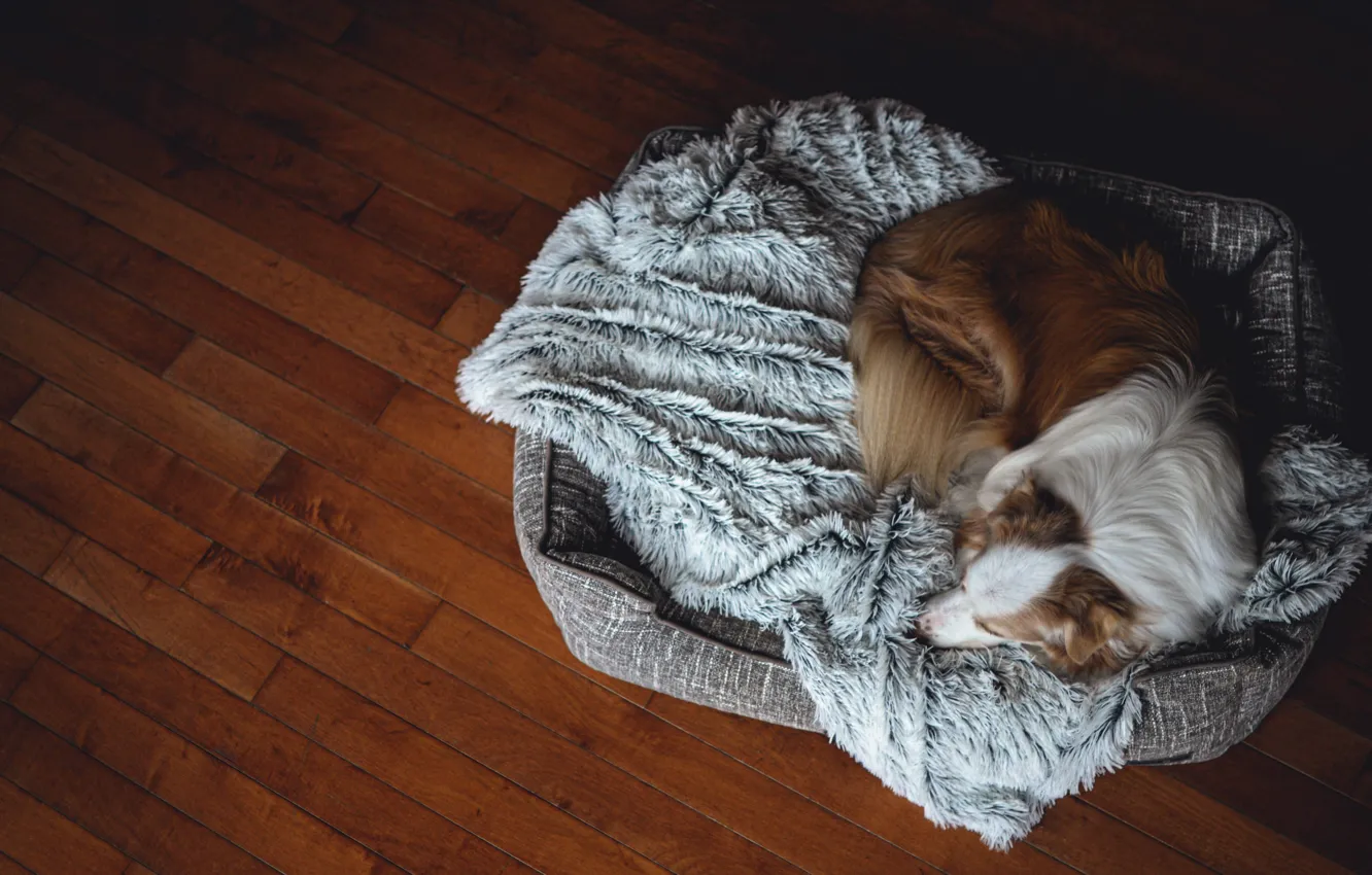 Photo wallpaper comfort, home, dog