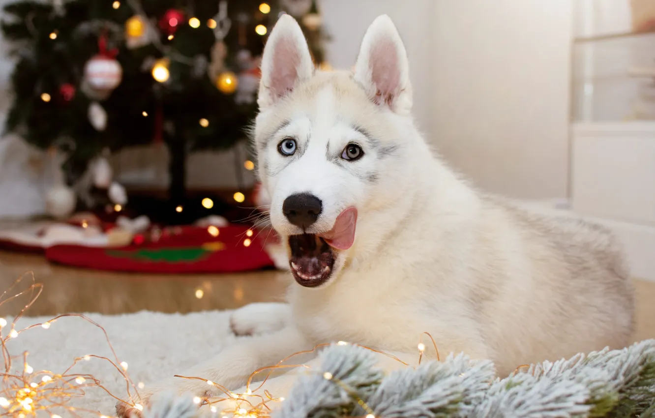 Photo wallpaper language, white, look, pose, room, dog, lights, Christmas