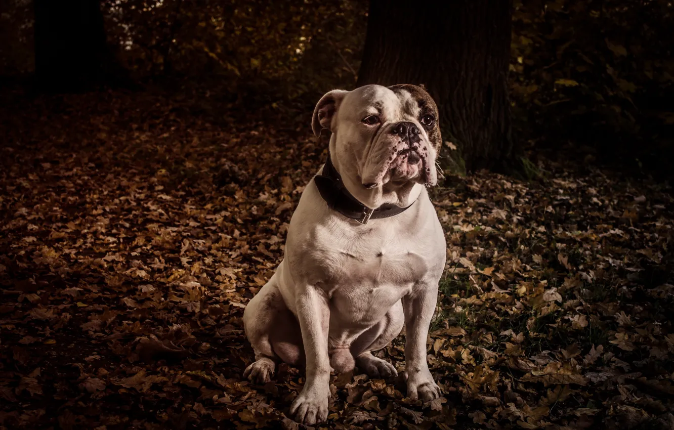 Photo wallpaper look, each, dog