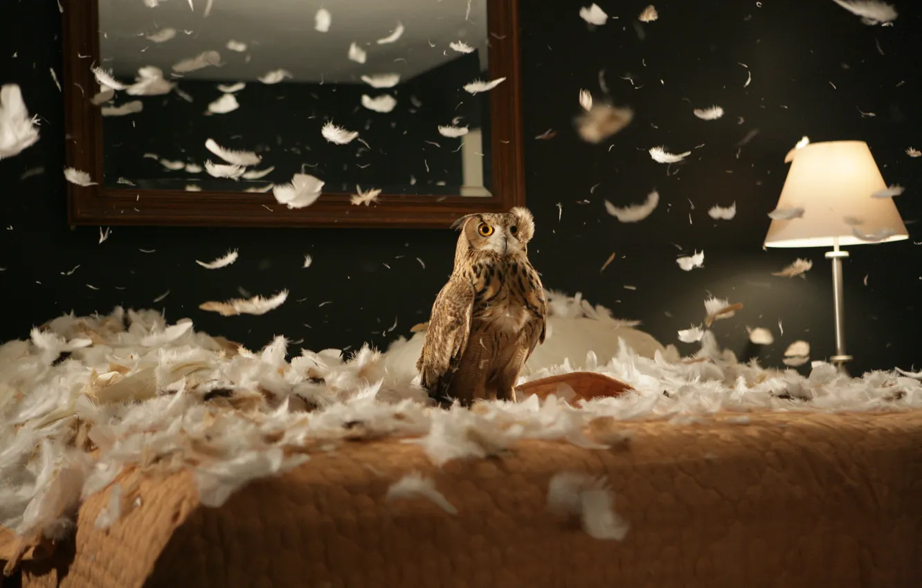 Photo wallpaper room, owl, bird, furniture, interior, feathers