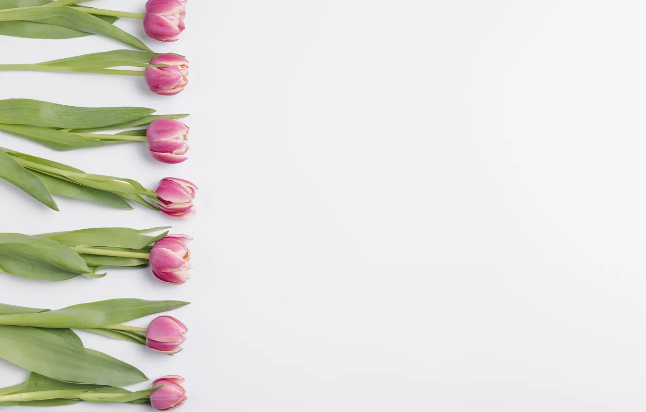 Photo wallpaper flowers, background, tulips