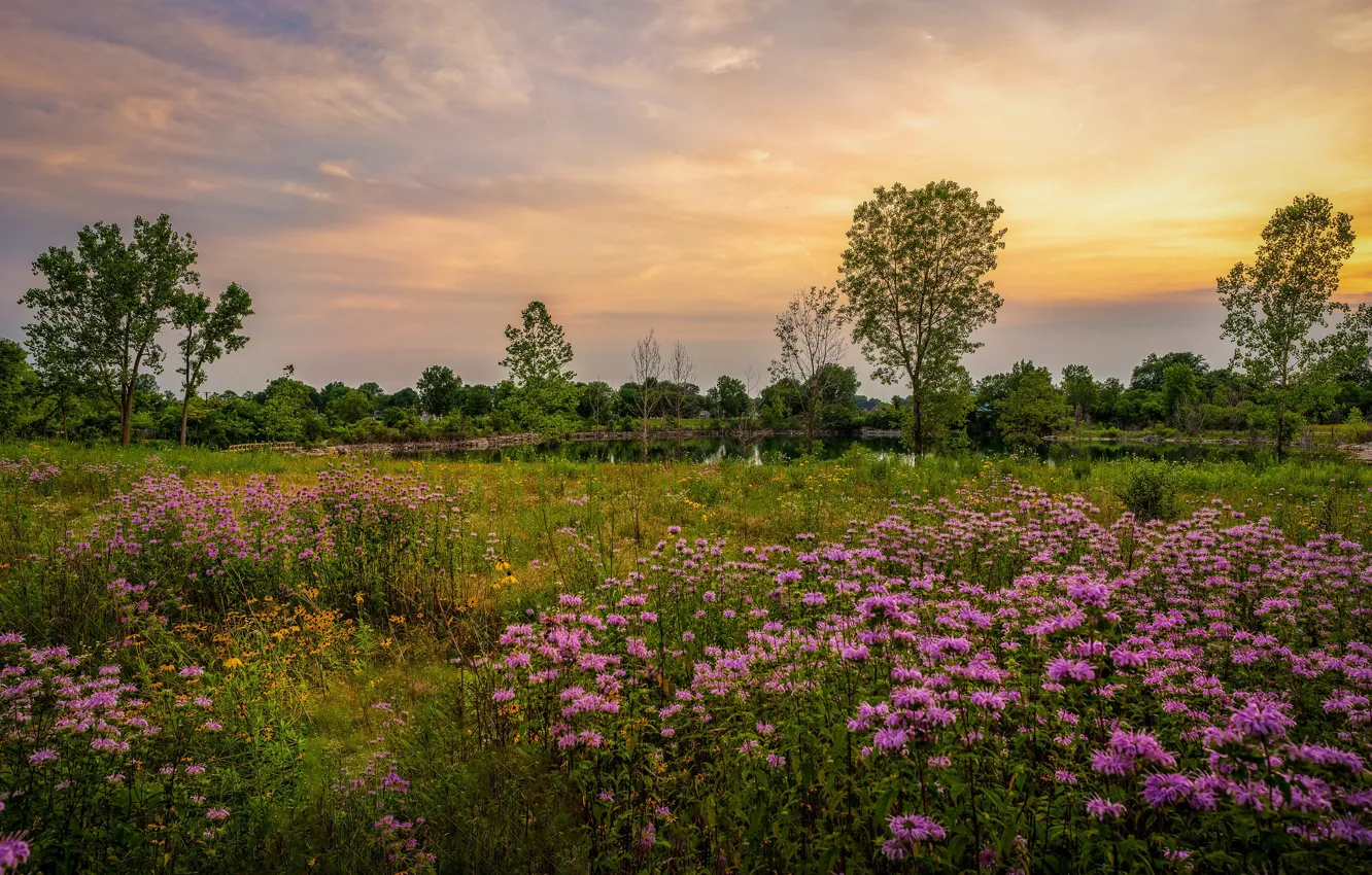 Photo wallpaper field, trees, flowers