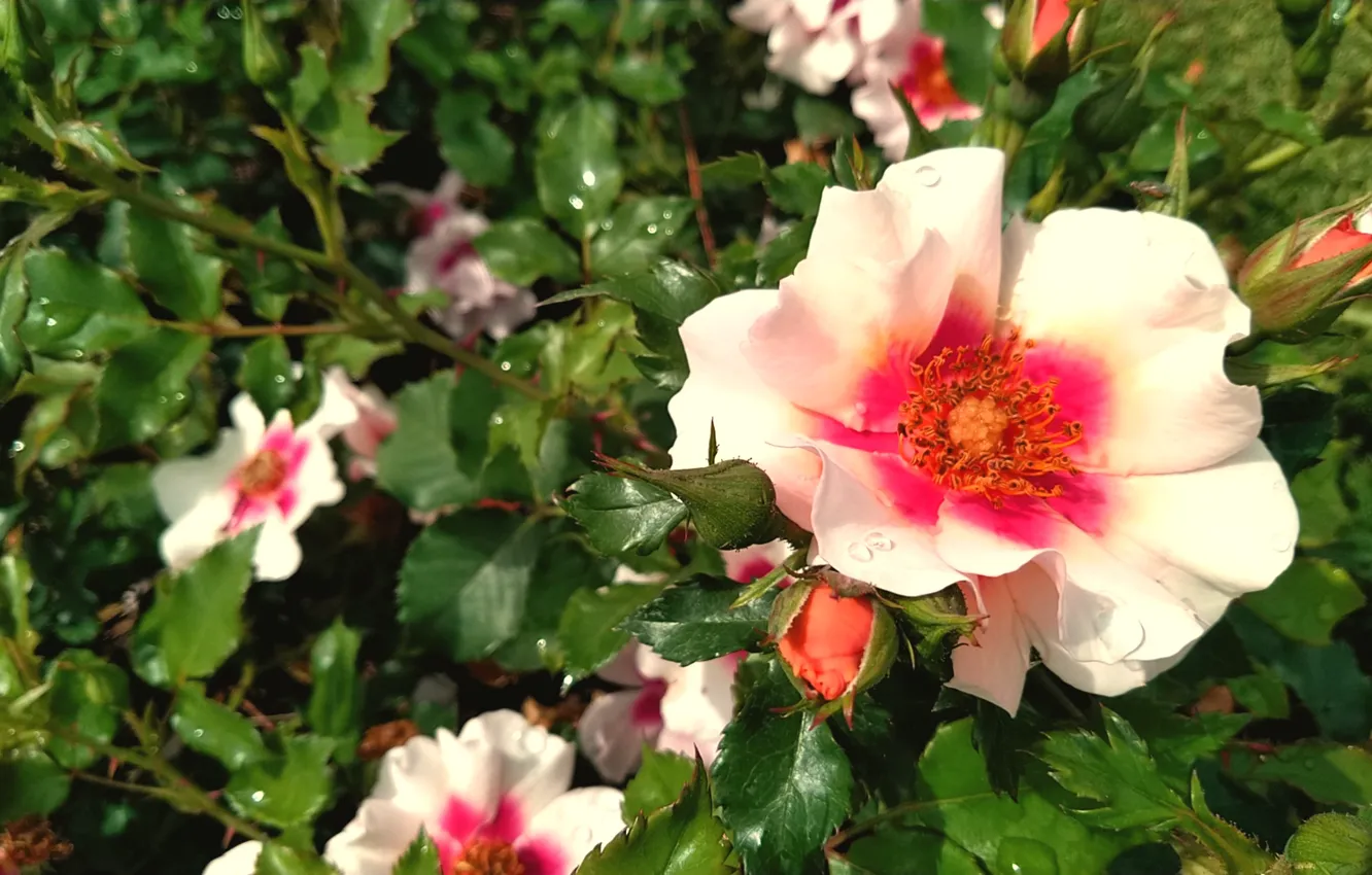 Photo wallpaper leaves, drops, flowers, branches, roses, briar, pink, buds