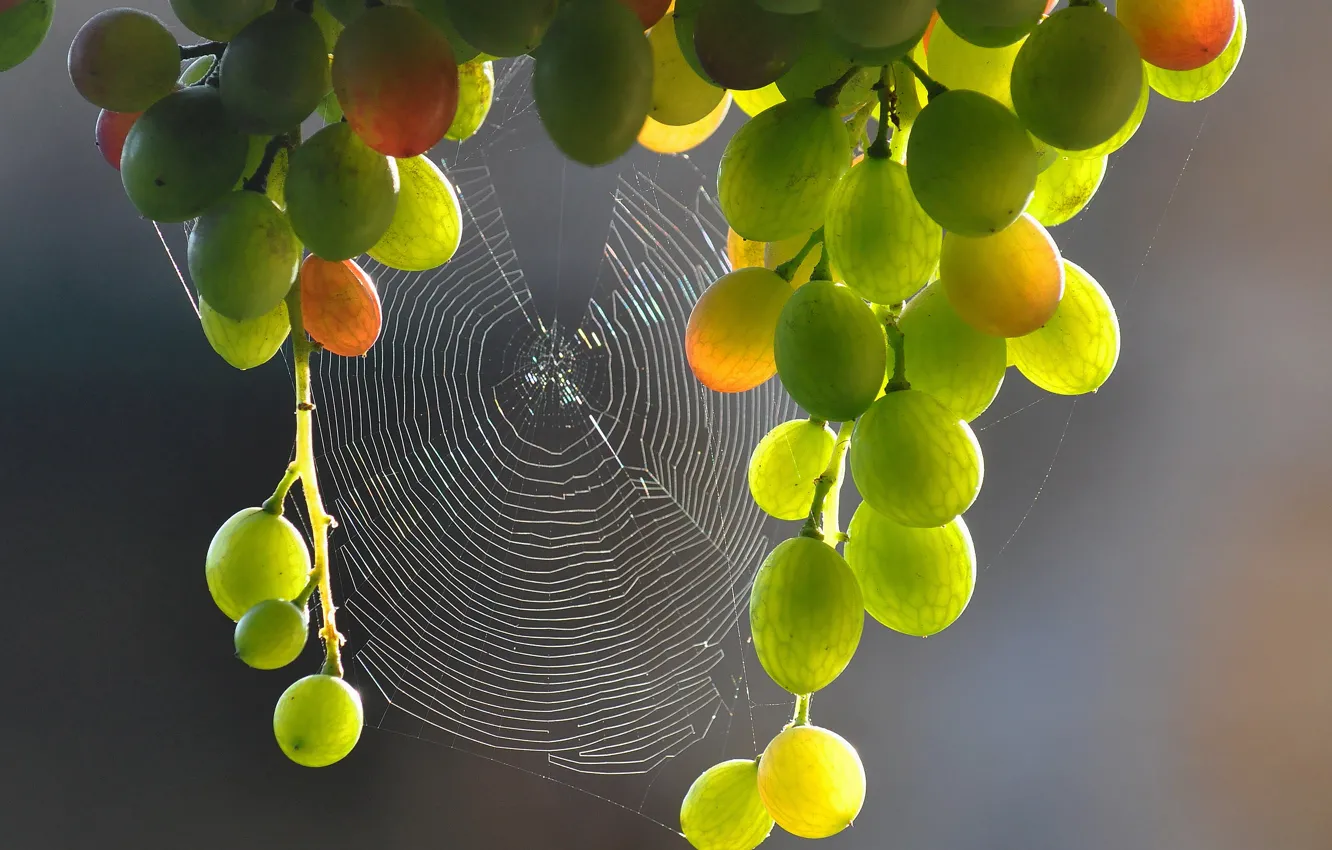 Photo wallpaper macro, background, web, grapes, bunches