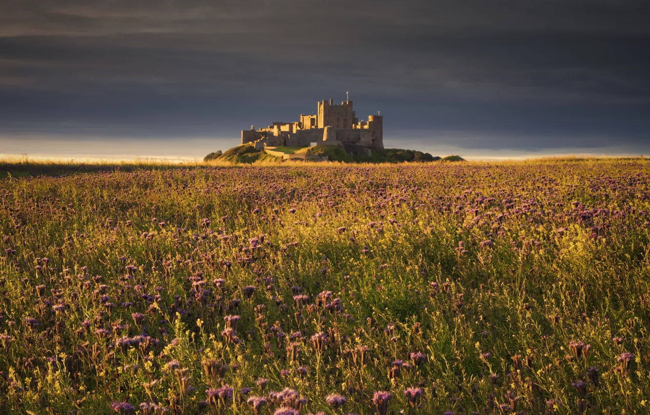 Photo wallpaper field, the sky, flowers, clouds, castle, England, architecture, Bamburgh
