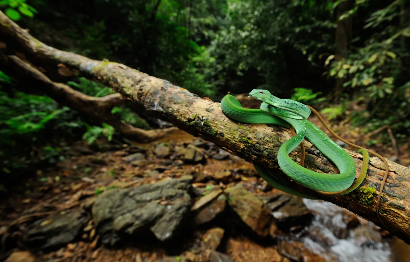 Photo wallpaper forest, stream, snake, branch, wildlife