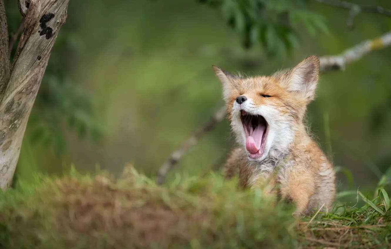 Photo wallpaper cub, yawns, Fox, Alexander Kukanov